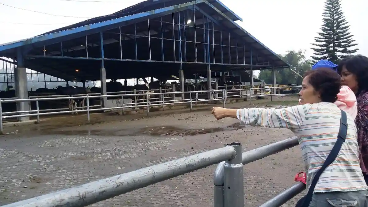 Jalan-Jalan ke Peternakan Sapi Gundaling Farm