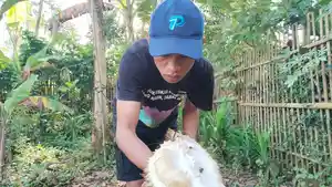 DAMPAK-ABU-VULKANIK-Asmadi-pedagang-musiman-buah-durian-di-Desa.jpg