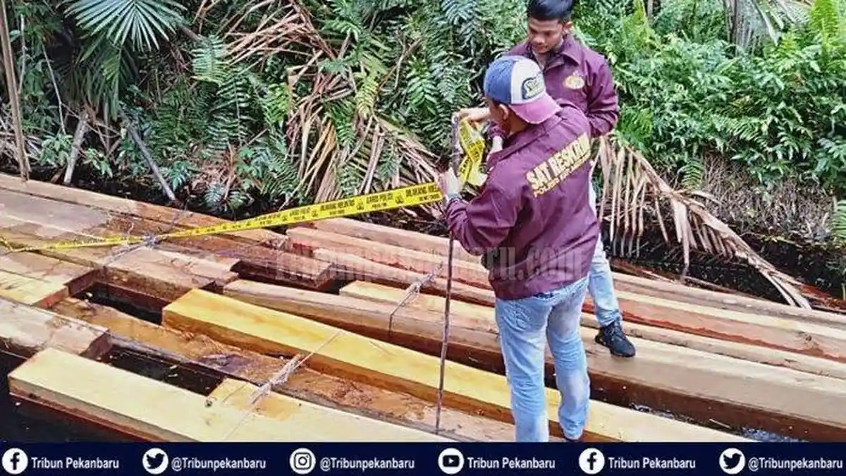 Siapa Pemilik 211 Kayu Balak Diduga Hasil Illegal Logging di Kawasan Hutan Produksi Meranti?