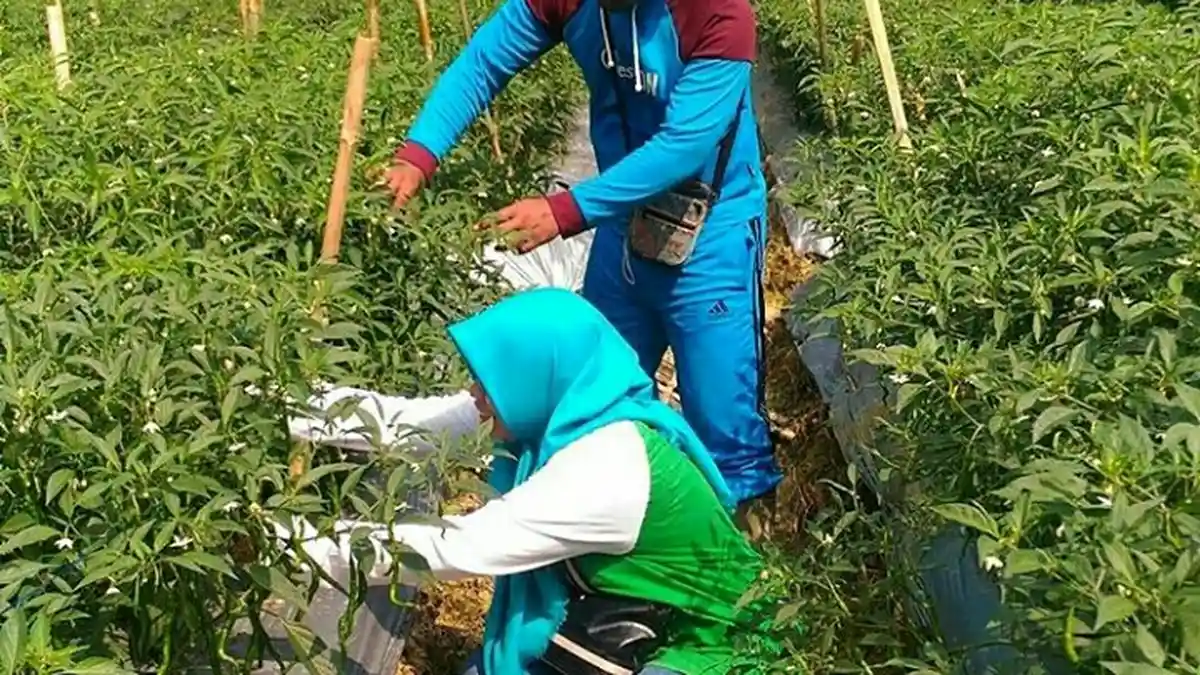 Gelar Musrenbangtan, Dinas TPHP Sarolangun Ingin Prioritaskan Kebutuhan Para Petani