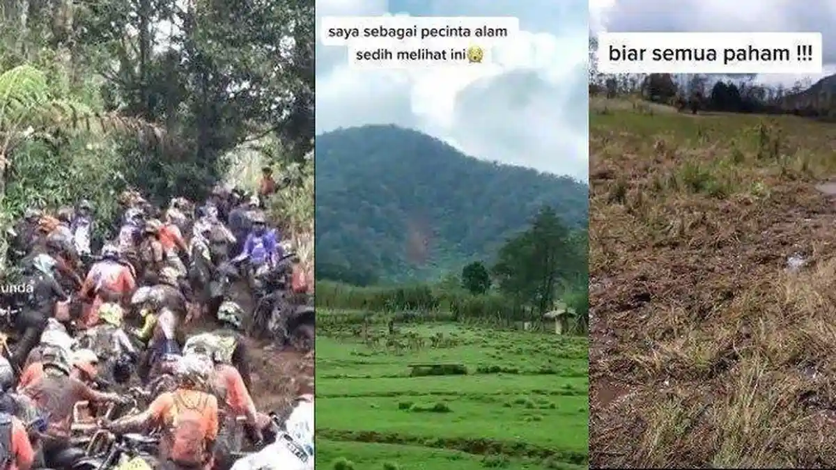 Lahan Bunga Edelweiss Rawa di Ranca Upas Dirusak Event Motor Trail ...