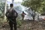 Petugas Menertibkan Peternak Babi Liar di Hutan Batam