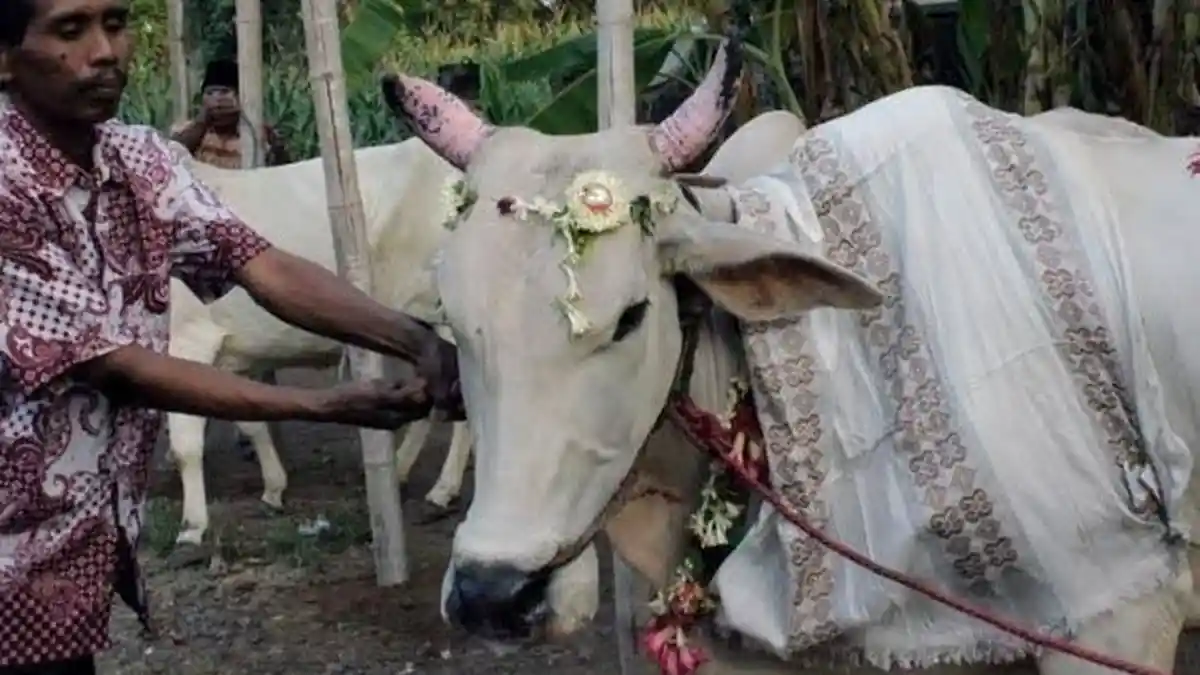 3 Tradisi Unik di Indonesia saat Idul Adha, Ada Sapi Dirias Seperti Pengantin
