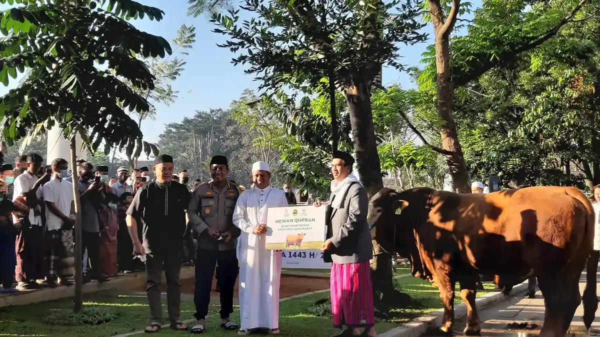 Serahkan Sapi Limosin Seberat 1 Ton Ke Masjid Raya Bandung, Wagub Jabar Minta Maaf, Ini Alasannya