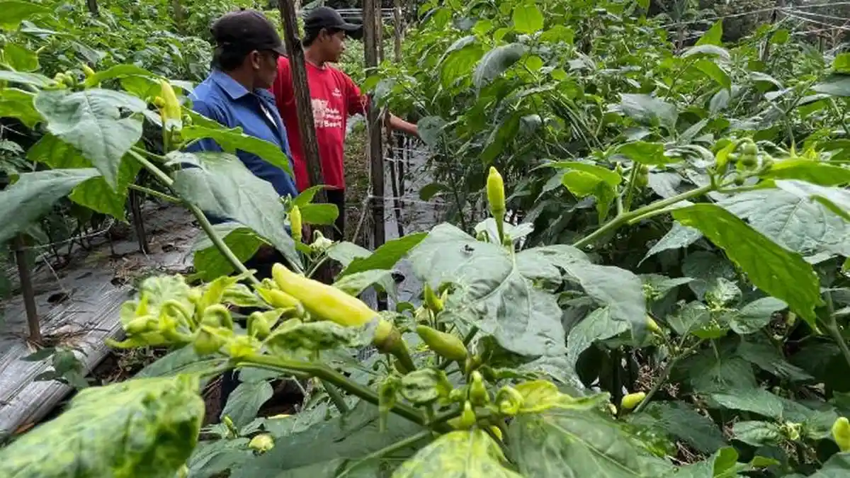 Harga Cabai Kota Malang Tembus Rp100 Ribu, Petani Lesanpuro Cemas Digempur Hama dan Cuaca Ekstrem