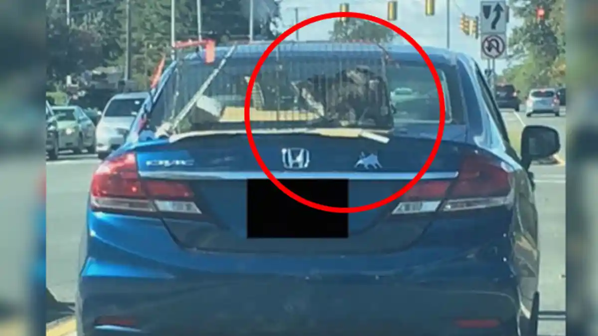 Kekejaman Terhadap Hewan - Sadis! Orang Ini Mengikat Kucingnya di Atas Bagasi Mobil Saat Berkendara