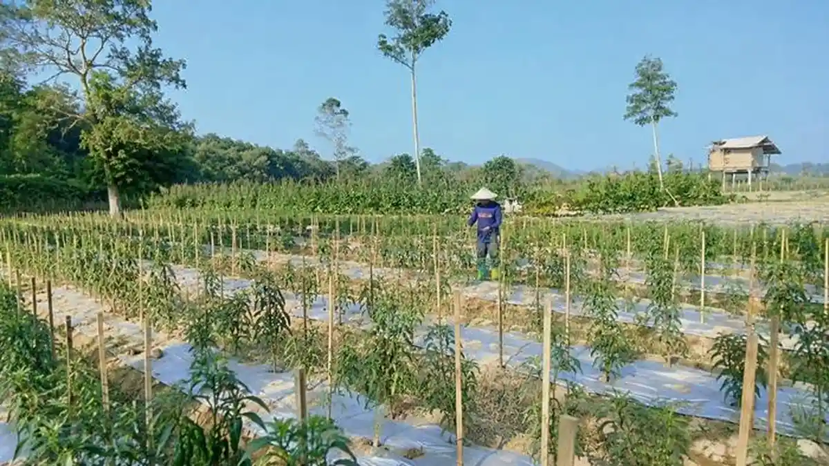 Harga Singkong Anjlok di Bawah Rp 1.000/ Kilo, Petani di OKU Timur Beralih Tanam Cabai Rawit