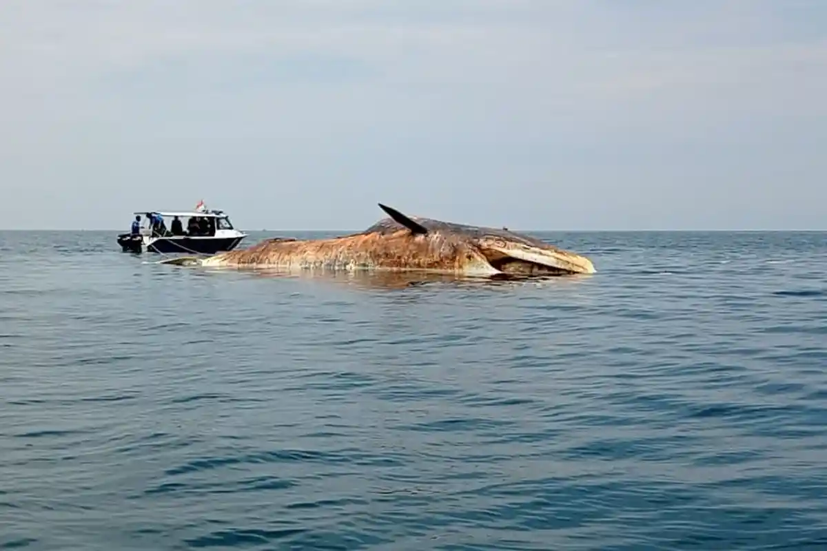 Penampakan Ikan Paus Bungkuk Berukuran 20 Meter Mengapung di Perairan Sampang, Kondisinya Membusuk