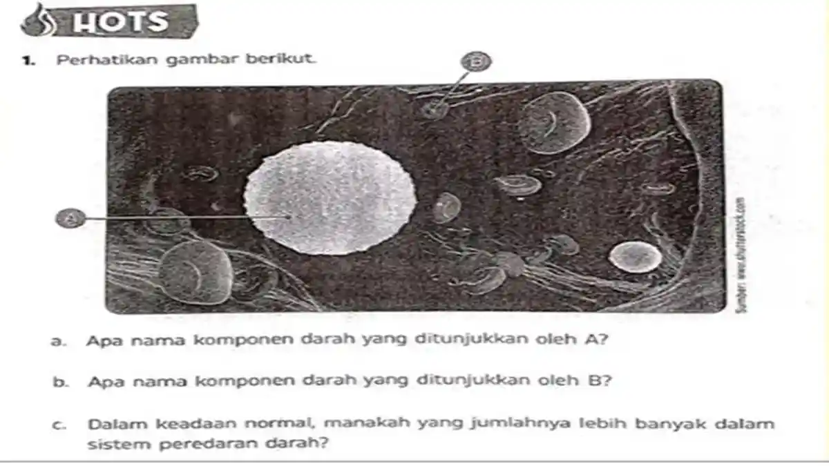 Kunci Jawaban ESPS IPAS Kelas 6 SD Volume 1 Halaman 38-39 Kurikulum Merdeka, Soal HOTS