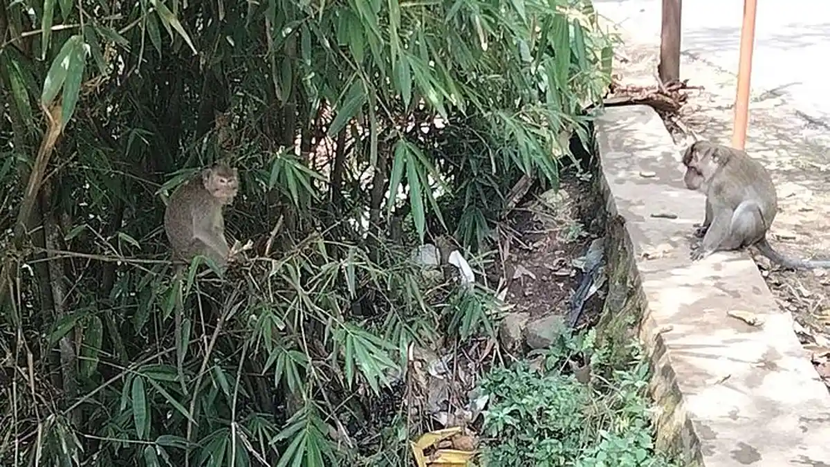 Monyet Liar Lukai dan Gigit Balita di Kuningan, Korban Dirawat di Rumah Sakit, Petugas Lakukan Ini