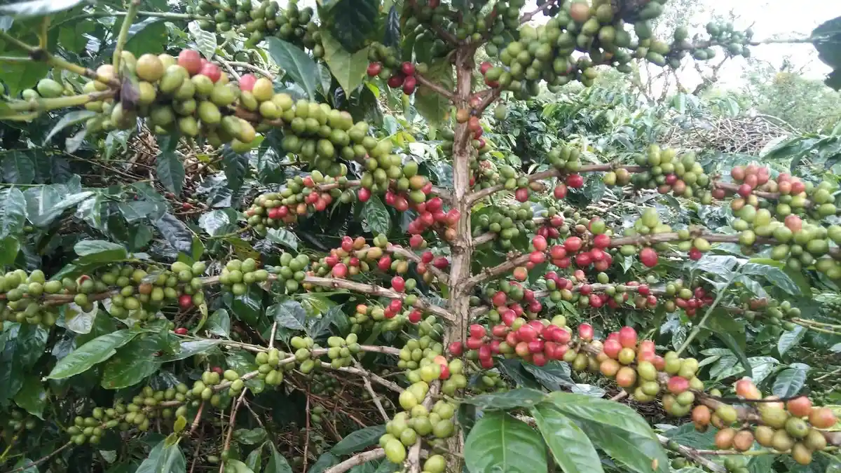 Harga Kopi Gayo di Bener Meriah Hari Ini Rp 18 Ribu Per Bambu