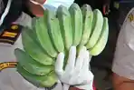 pisang-saat-ini-indonesia-tengah.jpg