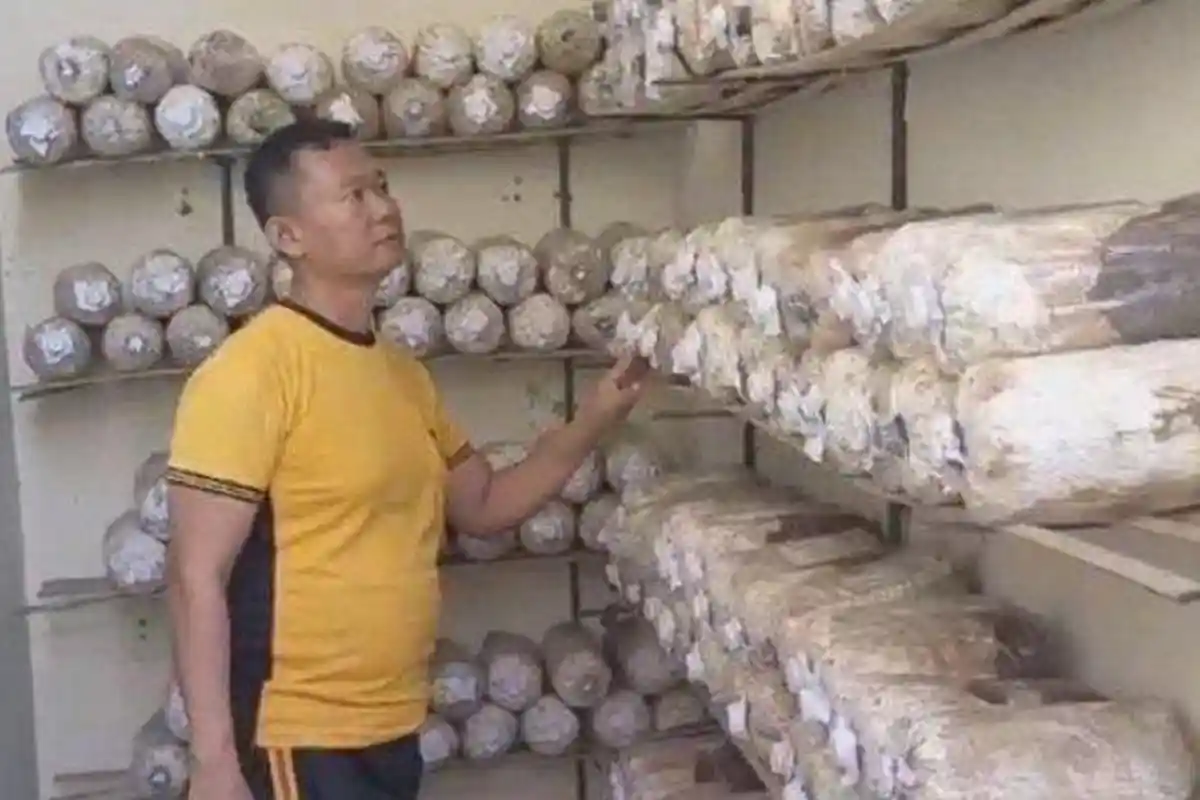 Sosok Iptu Agus Setiawan yang Menyambi Petani Jamur usai Dinas, Manfaatkan Lahan di Belakang Kantor