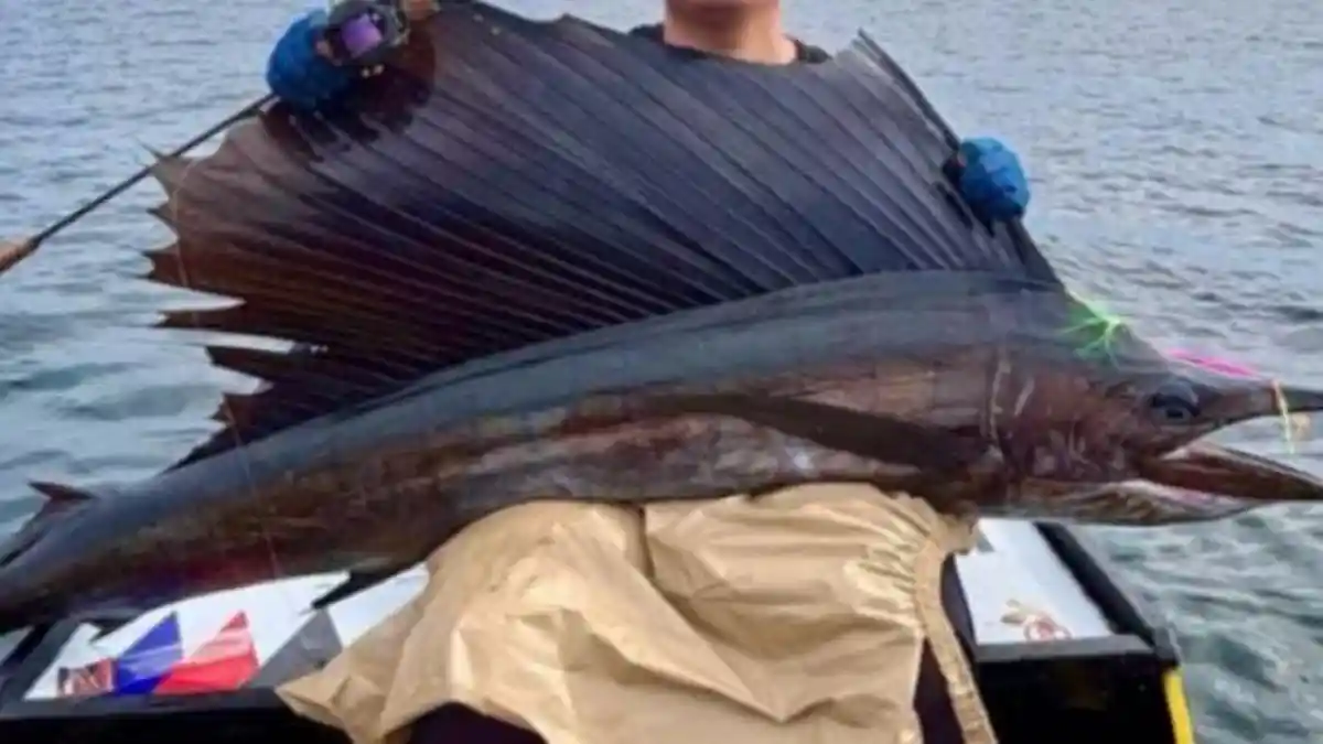 Viral! Detik-detik Pemancing di Bontang Berhasil Angkat Ikan Marlin 20 Kilogram