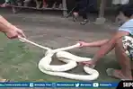 ular-piton-putih-sepanjang-3-meter-ditemukan-di-desa-babat-kecamatan-penukal-kabupaten-pali.jpg
