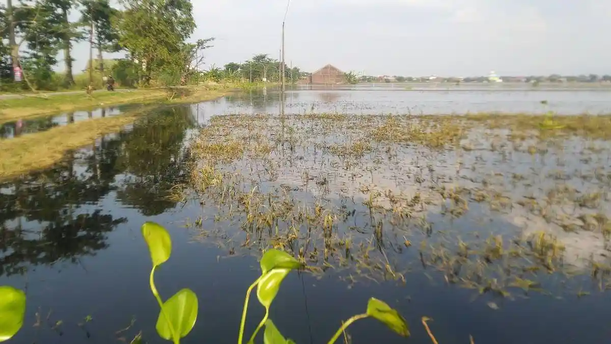 Siap Panen, 2.634 Hektare Tanaman Padi di Sawah Kudus Terancam Puso Terendam Banjir