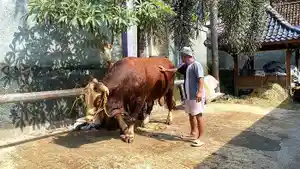 Sapi-Presiden-Prabowo-Sontrot.jpg