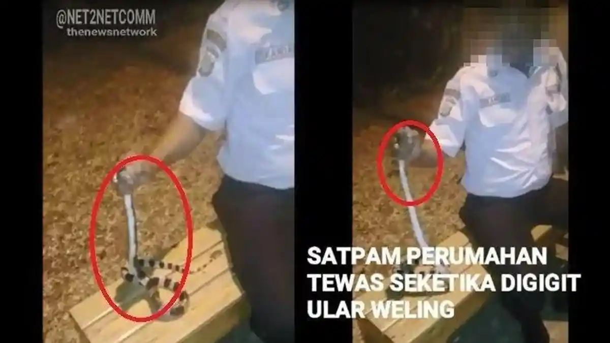 Seusai Digigit Ular Satpam Ini Bercanda Tangannya Gatal Lalu Memvideokan,16 Detik Kemudian Meninggal
