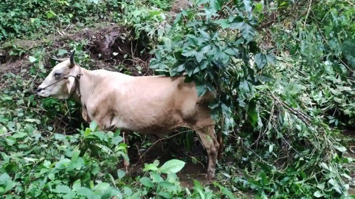 Sapi Warga Probolinggo yang Hilang Beberapa Hari Lalu Ditemukan di Sekitar Sumber Ardi