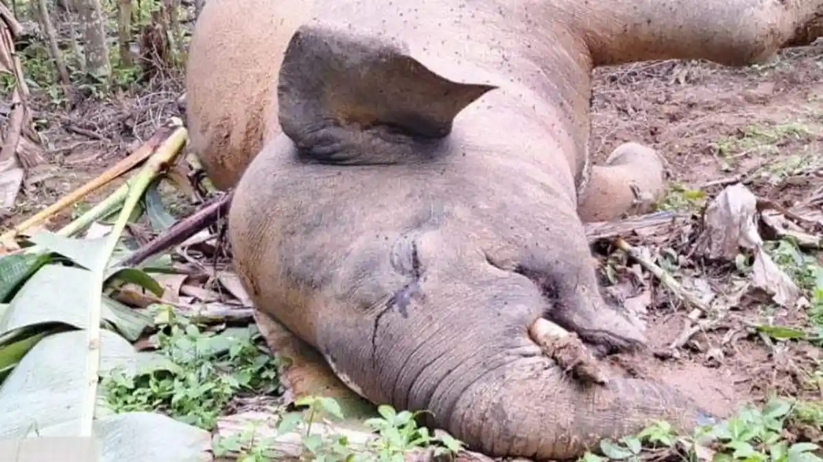 Anak Gajah Sumatera Ditemukan Mati di Pidie Jaya, Badan Terlilit Kawat Setrum