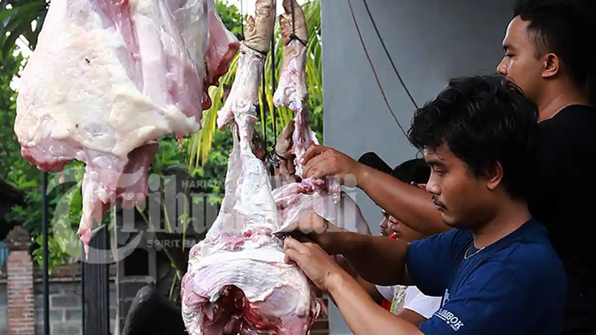 Makna Memotong Babi Saat Penampahan Galungan Bagi Umat Hindu di Bali