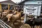 Pasar Hewan Sibreh Jelang Hari Raya Qurban