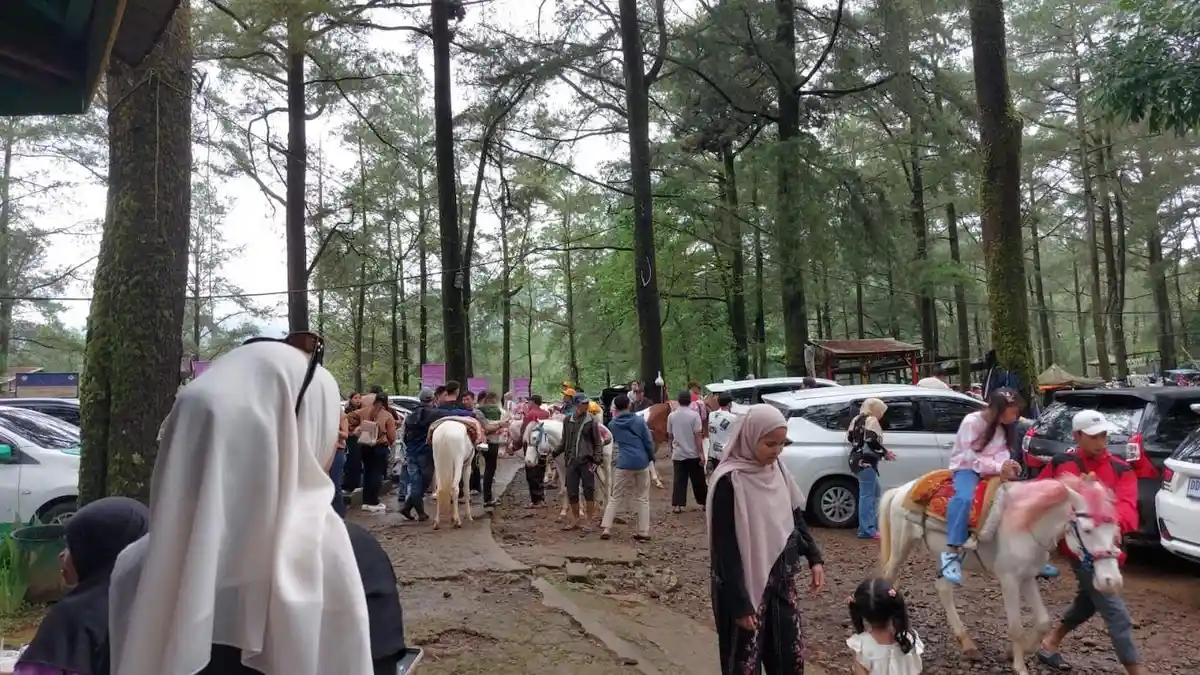 Hutan Pinus Malino Dipadati Wisatawan di Libur Lebaran Idulfitri