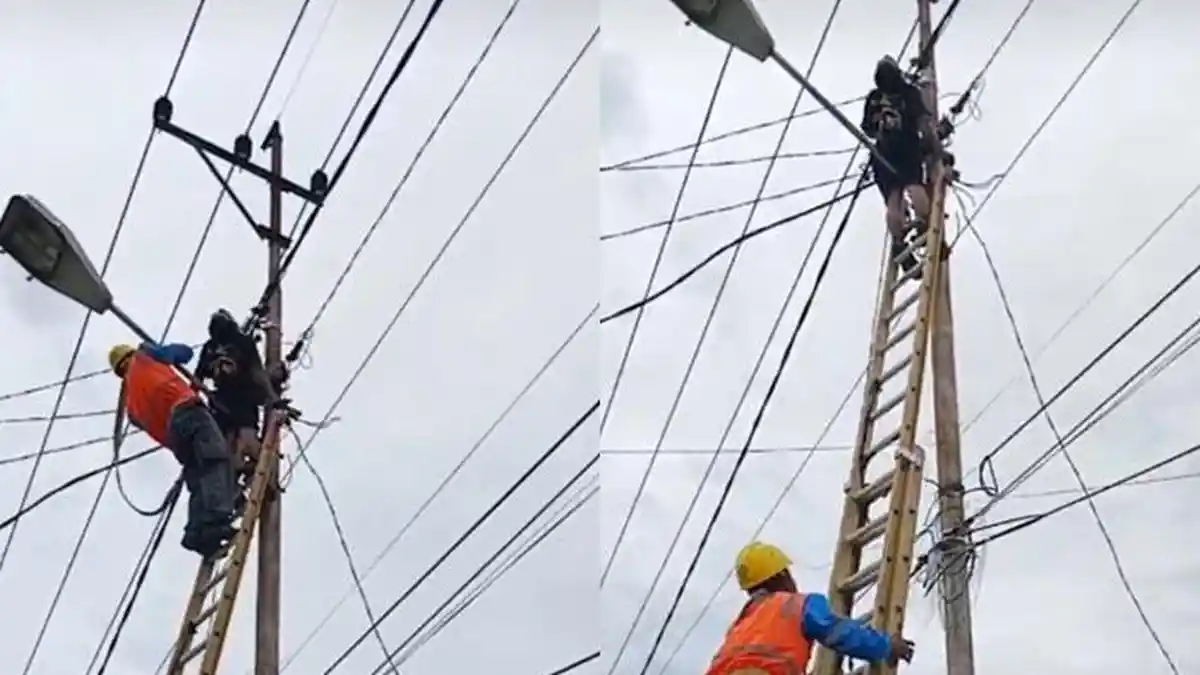 Petugas Subcon Lubuklinggau Tewas Tergantung, PLN Sebut Korban Bekerja di Luar Shift Orderan PLN