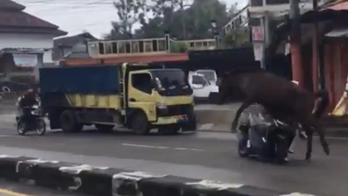 Kuda Pacu Lepas Tabrak Pelajar yang Kendarai Motor Hingga Terluka di Tanjungsari