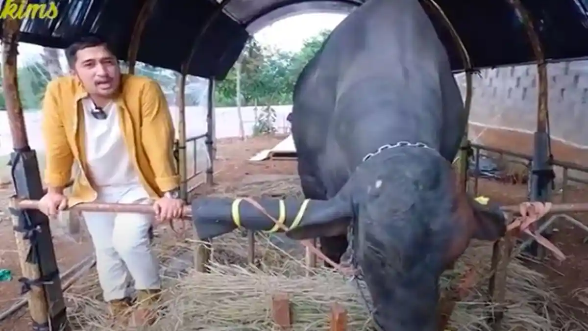 Asal Usul Grandong, Sapi Berbobot 1,3 Ton Milik Irfan Hakim yang Bikin Atta & Aurel Gigit Jari