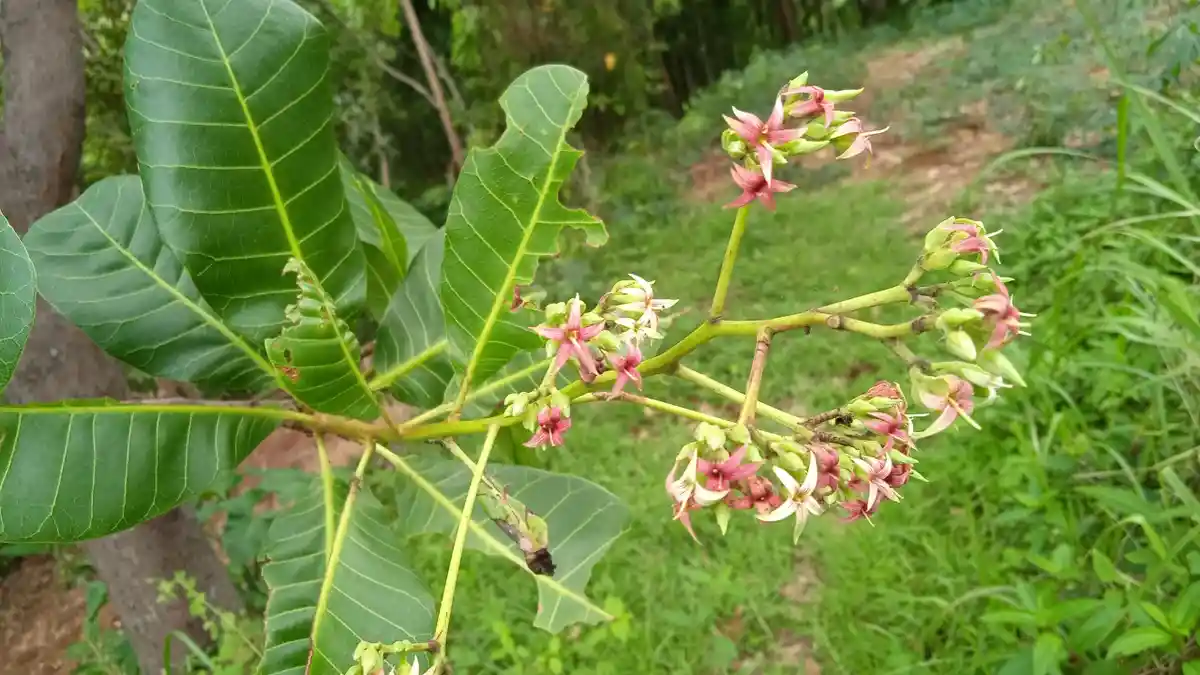 Manfaat Jambu Monyet, untuk Antiradang Hingga Hand Sanitizer