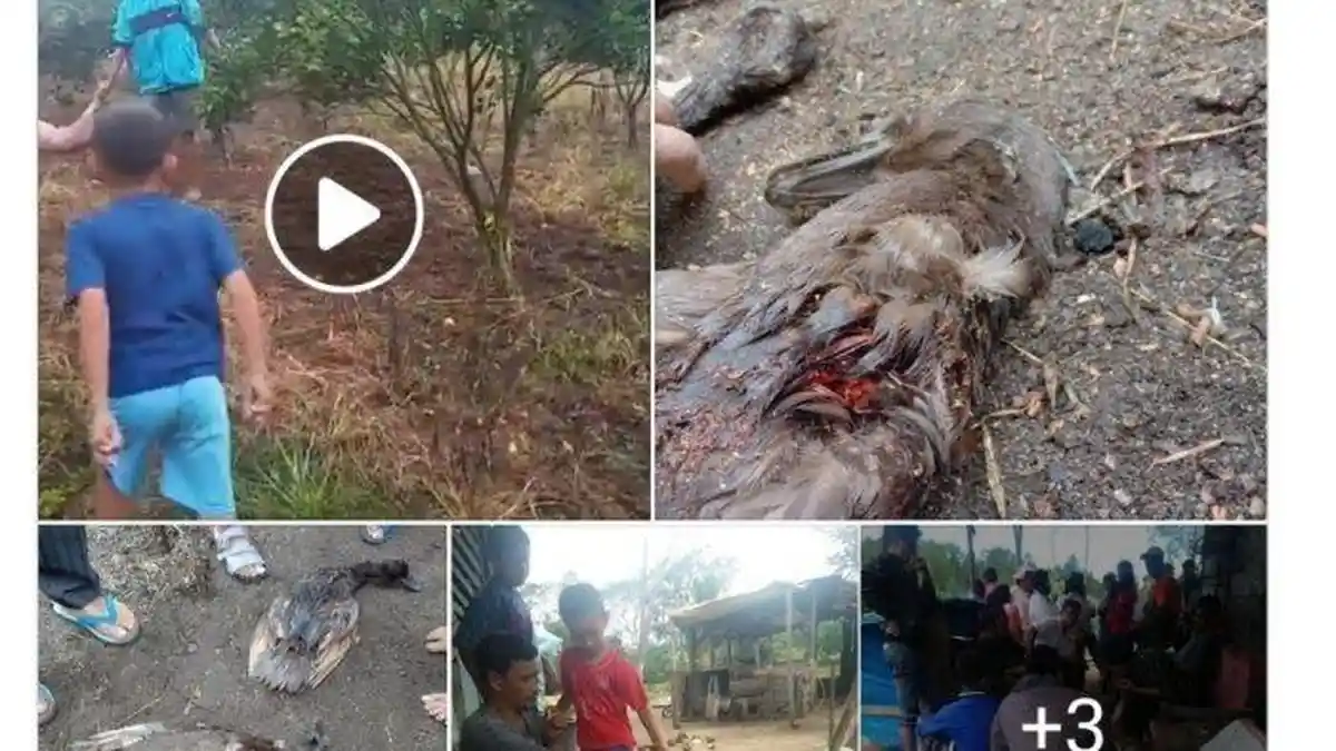 Teka-teki Makhluk Pengisap Darah Ternak Warga Akhirnya Terungkap, Bentuknya Berbulu dan Lincah