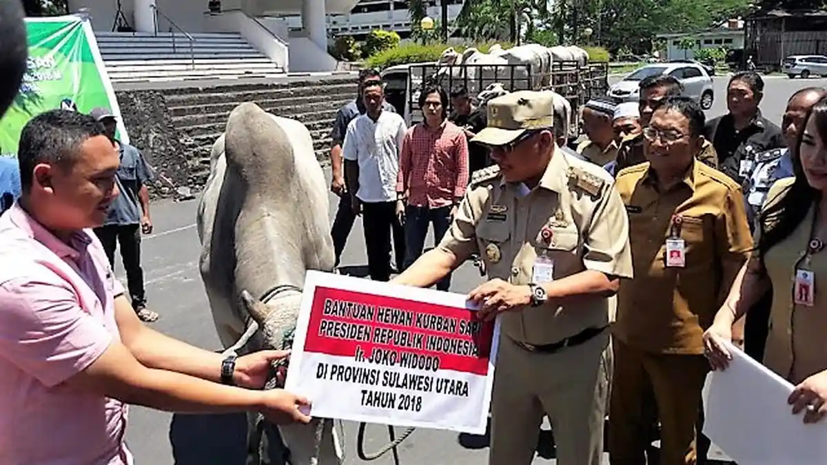 Olly Serahkan Sapi Kurban dari Jokowi: Sulut Rayakan Iduladha 1439 H