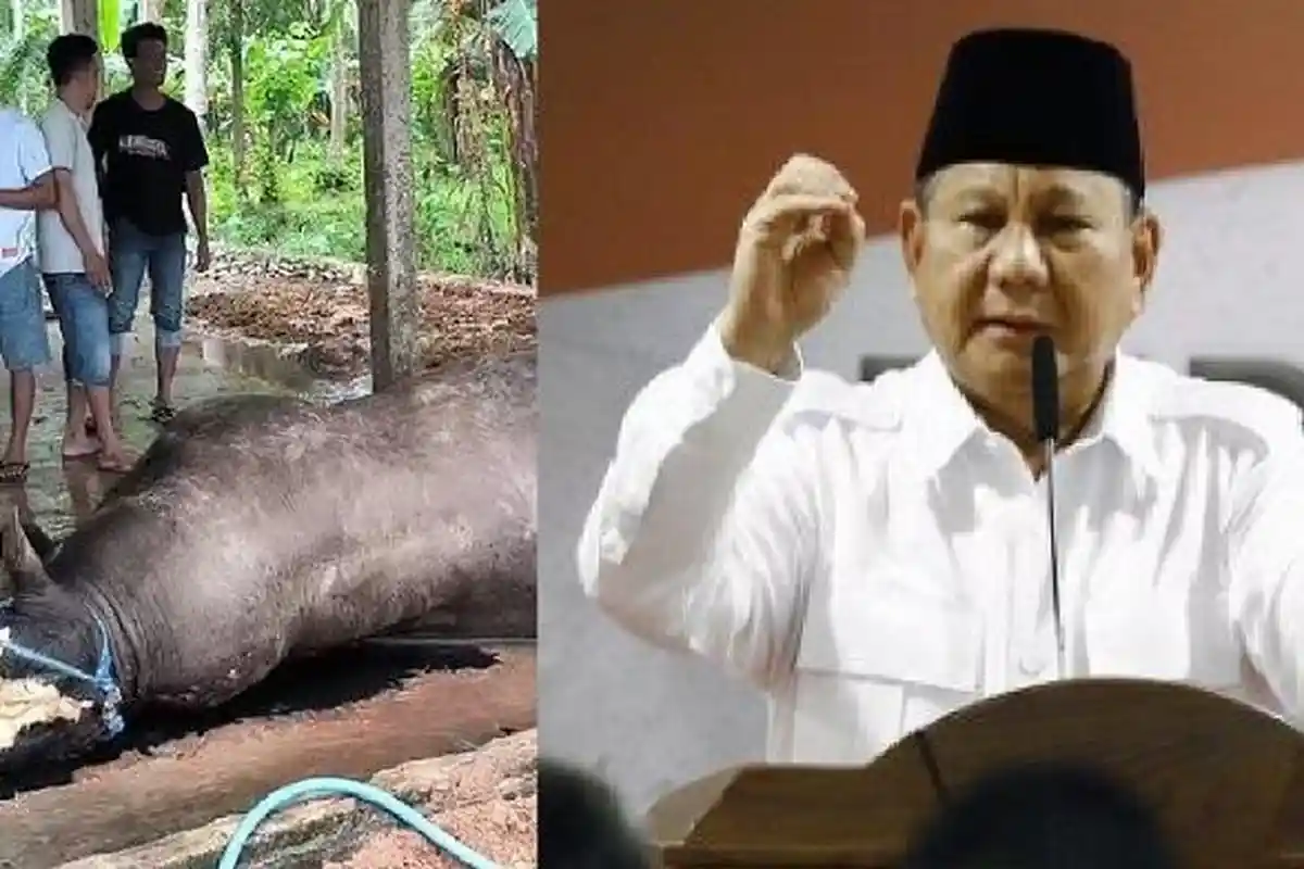 Viral Sapi Kurban Prabowo Subianto di Sulawesi Barat Mendadak Ambruk di Kandang, Berujung Disembelih