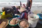 Nelayan di Pangandaran Panen Udang Rebon, Didukung Kondisi Cuaca dan Arus Laut