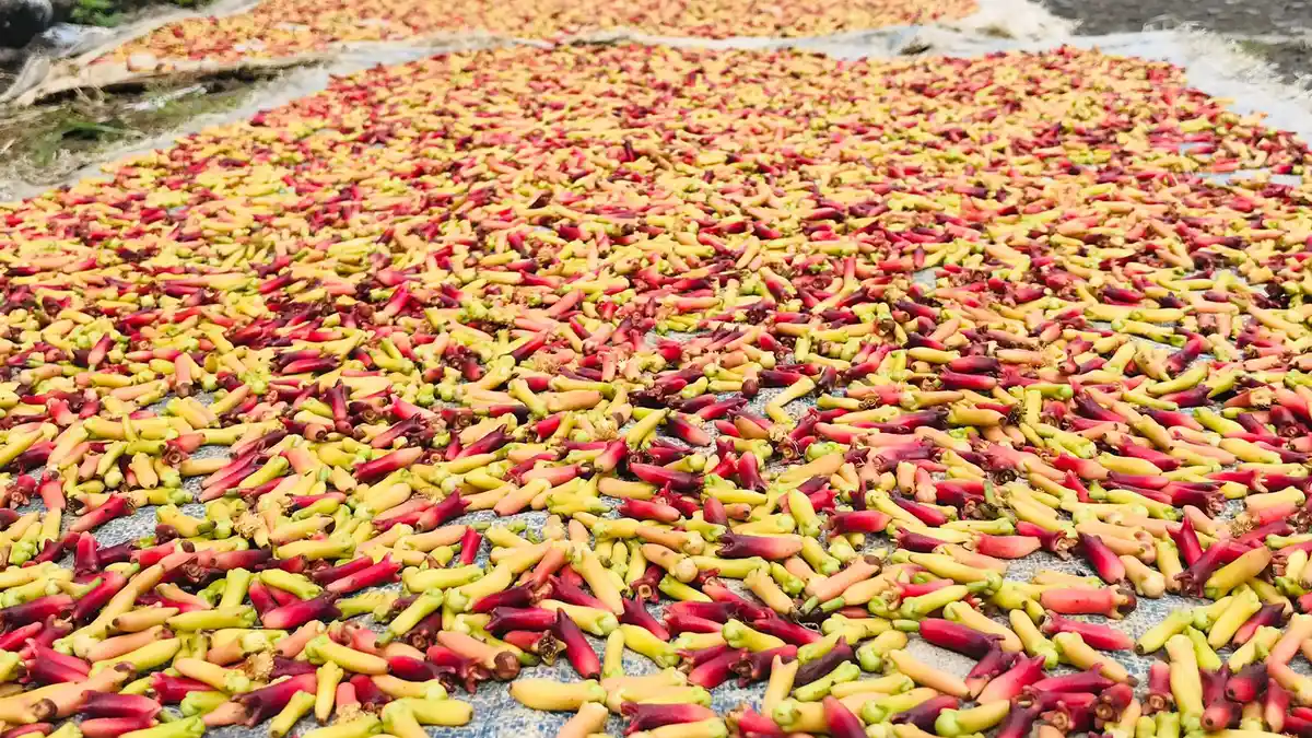 Harga Rempah Ternate Hari Ini, 18 Agustus 2022: Cengkeh Naik Rp 125 ribu Per Kilogram