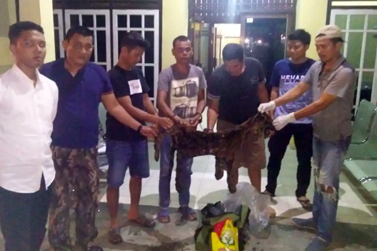 Kulit Harimau dan Tulang Dimasukkan Dalam Tas, Transaksi Perdagangan Ilegal Dibatalkan Tim Gabungan