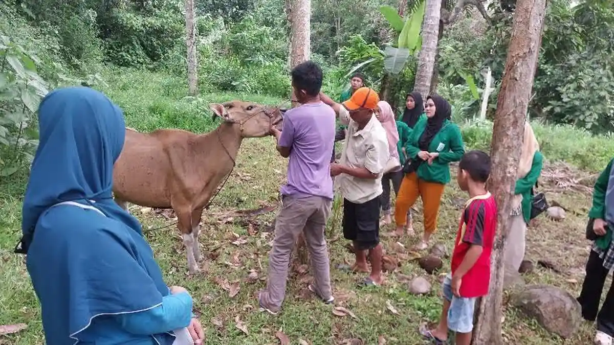 Puluhan Ekor Ternak Sapi di Bulukumba dan Sinjai Mati Mendadak - Tribun ...