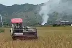 Pulihkan Lahan Persawahan, Petani di Tulungagung Pilih Tanam Jagung saat Musim Kemarau