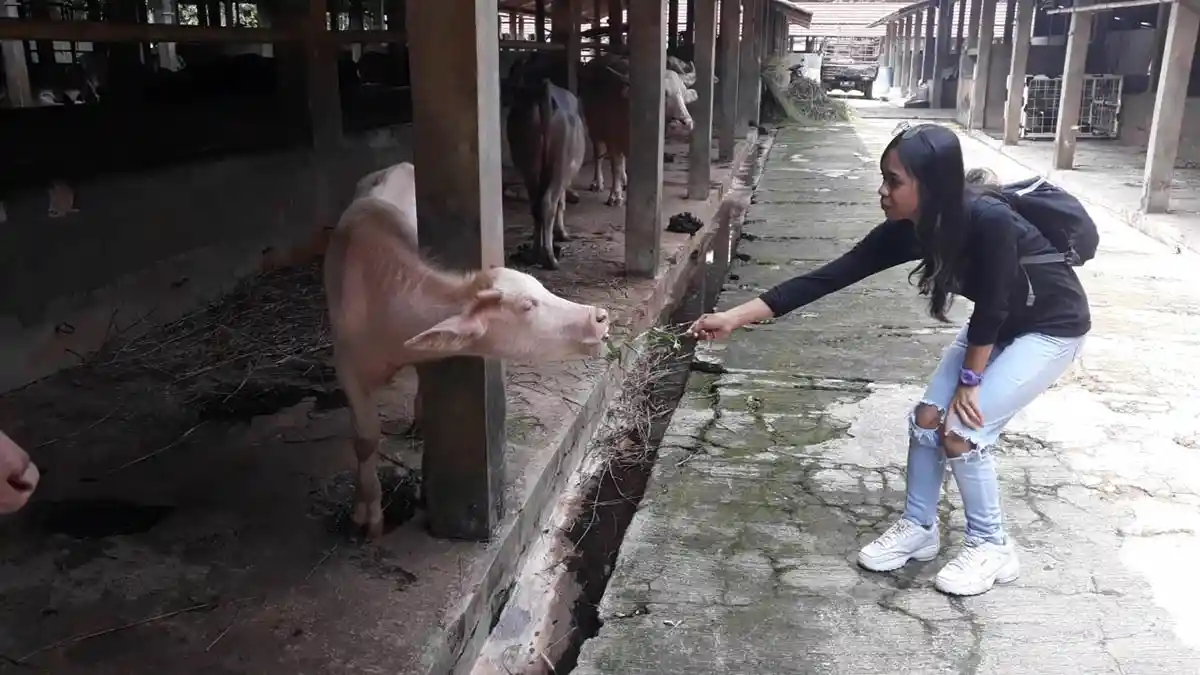 VLOG Serunya Main Sama Kambing dan Sapi Bule di D'Kandang