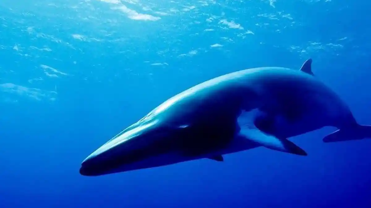 Apa Itu Blue Whale Viral Tiktok dan Blue Whale Challenged Maksudnya Apa?