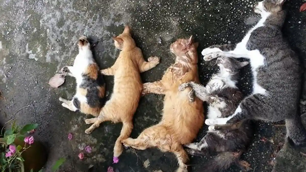 Astaga! Pemilik Kucing Temukan 5 dari 7 Peliharaannya Mati di Depan Rumah Karena Hal Kejam Ini!