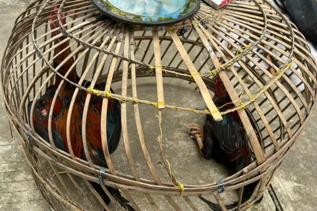 Pelaku Sabung Ayam di Lampung Tengah Sebut Banyak Orang Datang Cuma Pasang Togel