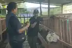 MODAL-KONSEP-Sarjana-Terapan-Peternakan-Politeknik-Pembangunan-Pertanian-Malang.jpg