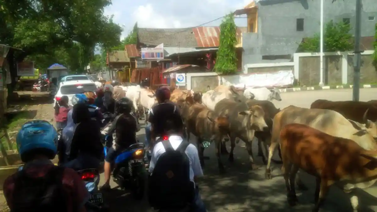 BREAKING NEWS: Gerombolan Sapi Macetkan Jalan Tamangapa Raya Makassar
