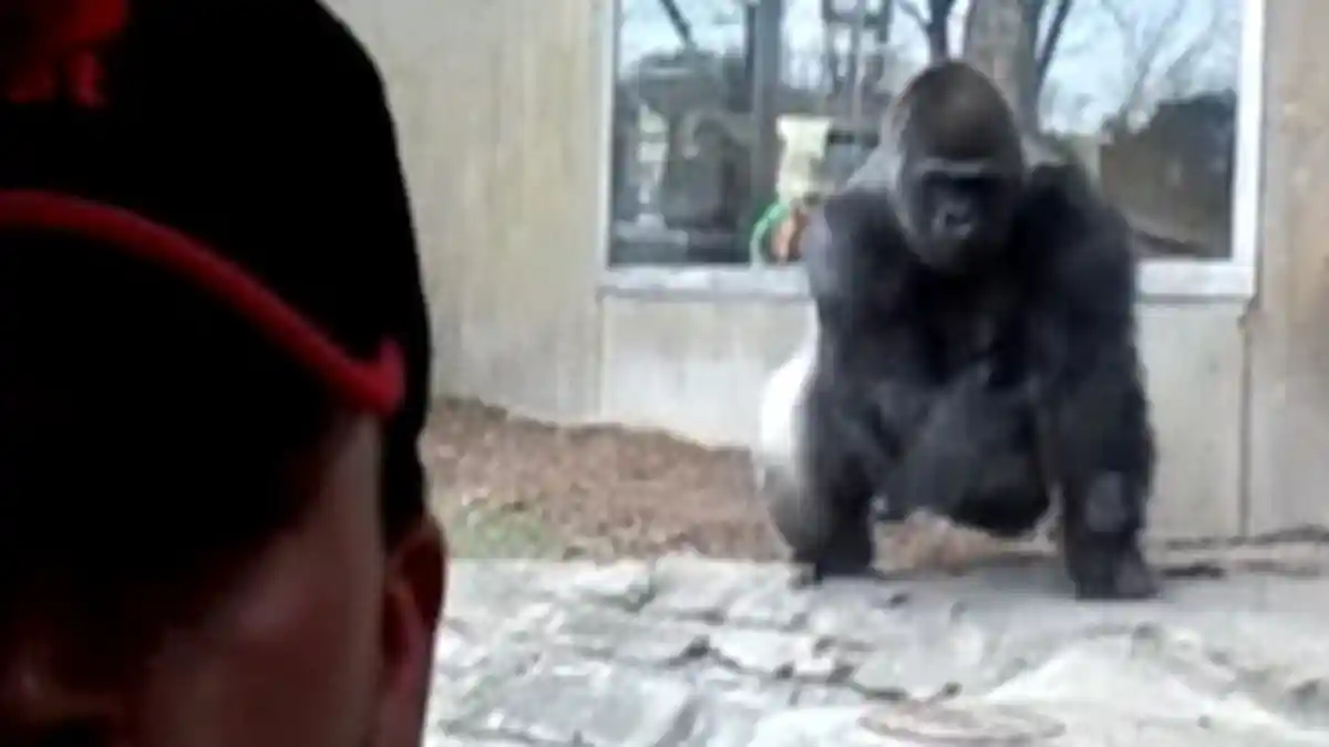 Diajak Selfie, Gorila Ini Malah Mengamuk