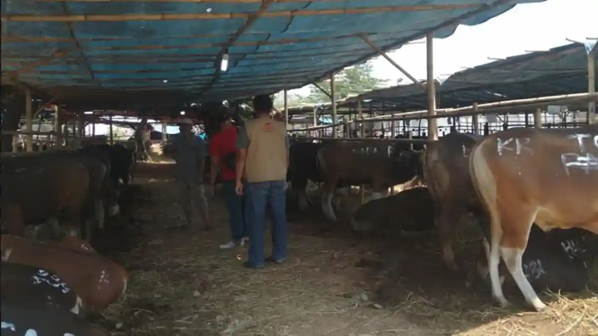 Dudut Andi Sebut 'Bli Sapi' Jadi Lapak Penjualan Hewan Kurban Terbesar Di Jakarta