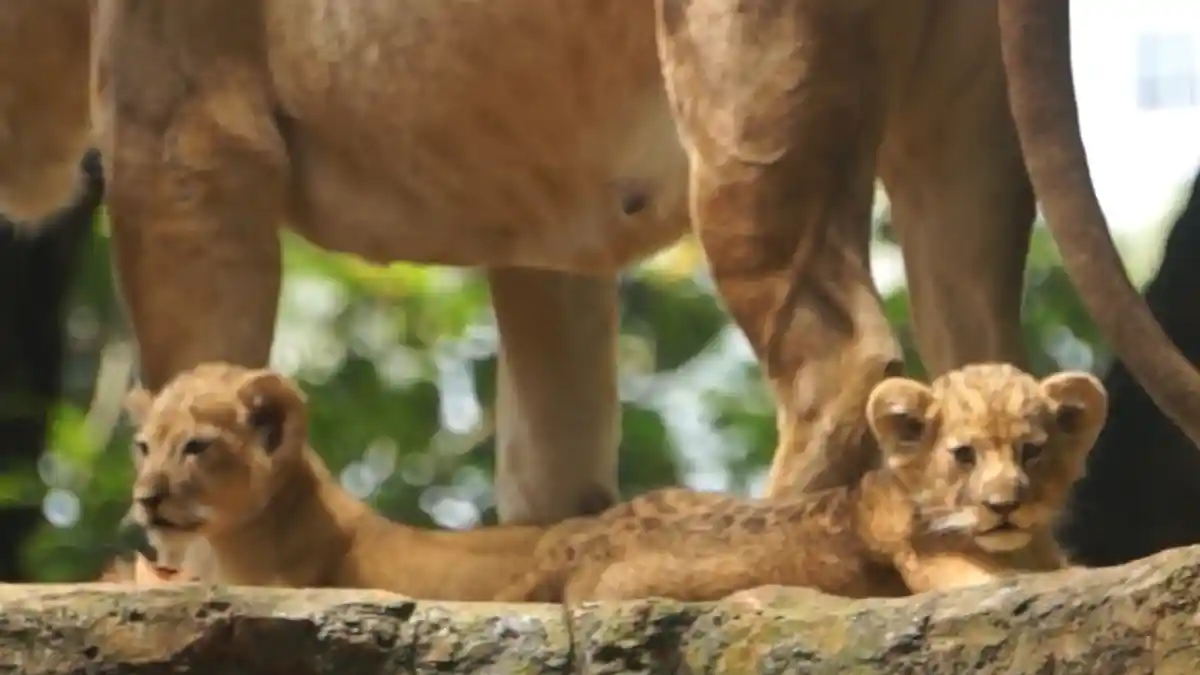 Ini Dia Bayi Singa Jantan Lucu di Kebun Binatang Bandung, Namanya Baha dan Gia