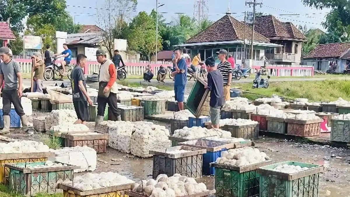 Harga Karet di Sumsel Turun Tipis Hari Ini 11 Mei, Masih Bertahan di Harga Rp38 Ribu per Kilogram