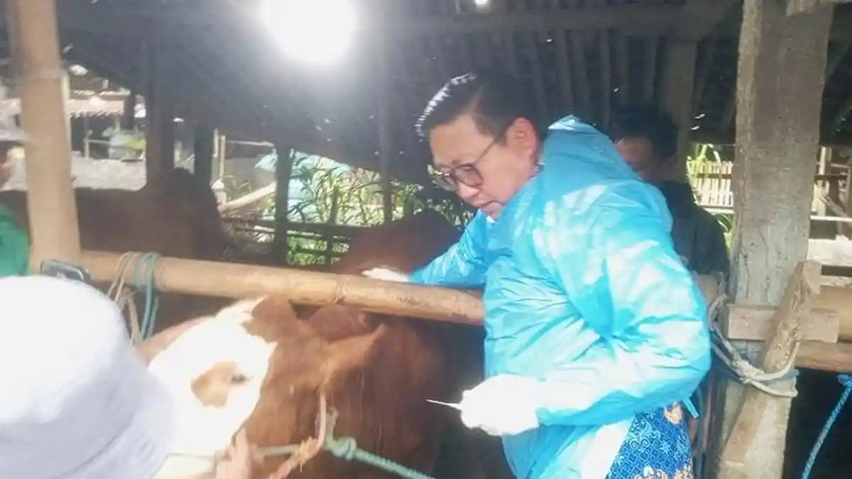 Tiga Sapi di DIY Mati Akibat PMK, Pemerintah Gencarkan Vaksinasi